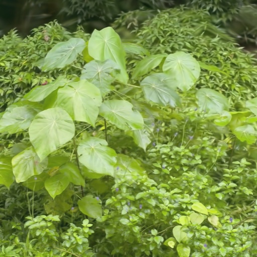 Lakepa Tract Plant